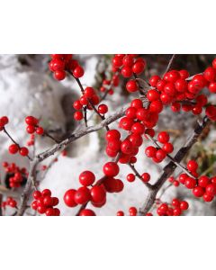 Winter Berry_LAC